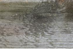 Photo Textures of Wood